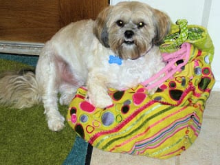WinstononNancy27sbag-WsLXxa.jpg