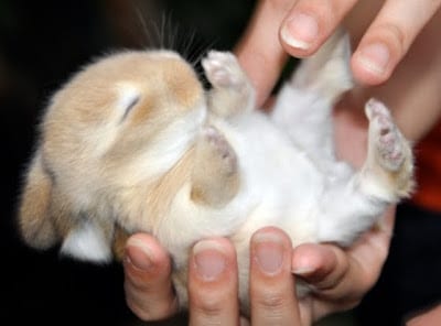 bunny-fZxqK7.jpg