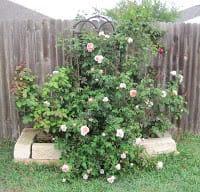 Rosebush-3ElRJu.jpg